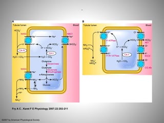 .
Fry A C , Karet F E Physiology 2007;22:202-211
©2007 by American Physiological Society
 