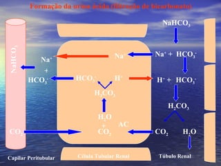 Célula Tubular Renal Túbulo Renal Capilar Peritubular Formação da urina ácida (filtração de bicarbonato) NaHCO 3 Na +  +  HCO 3 - Na + Na + HCO 3 - H +  + H + H 2 CO 3 CO 2 H 2 O CO 2 CO 2 + H 2 O H 2 CO 3 HCO 3 - HCO 3 - + NaHCO 3 AC 