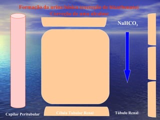 Célula Tubular Renal Túbulo Renal Capilar Peritubular Formação da urina básica (excreção de bicarbonato) Correção de uma alcalose NaHCO 3 