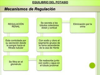 EQUILIBRIO DEL POTASIO
Mecanismos de Regulación
REGULACIÓN
RENAL
Esta controlada por
su secreción desde
la sangre hacia el
filtrado tubular
Se filtra en el
glomérulo
Se reabsorbe junto
con sodio y agua en
el túbulo proximal
Con sodio y cloro el
segmento grueso de
la rama ascendente
de la asa de Henle
Se secreta a los
túbulos colectores
distal y cortical
Eliminación por la
orina
 