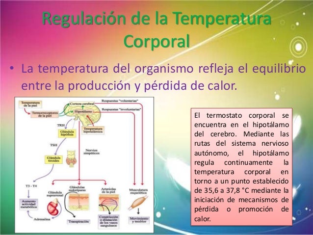 Mecanismos De Regulación De La Temperatura Corporal es.slideshare.net