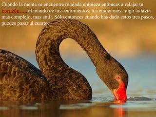 Cuando la mente se encuentre relajada empieza entonces a relajar tu
corazón…..corazón….. el mundo de tus sentimientos, tus emociones ; algo todavía
mas complejo, mas sutil. Sólo entonces cuando has dado estos tres pasos,
puedes pasar al cuarto.
 