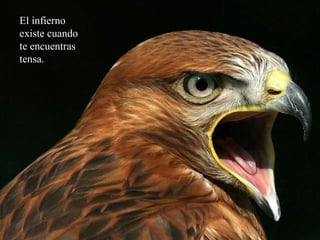 El infierno
existe cuando
te encuentras
tensa.
 