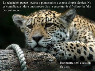 La relajación puede llevarte a puntos altos ; es una simple técnica. No
es complicada ; dura unos pocos días la encontrarás dificil por la falta
de costumbre.
Habituarte será cuestión
de días.
 