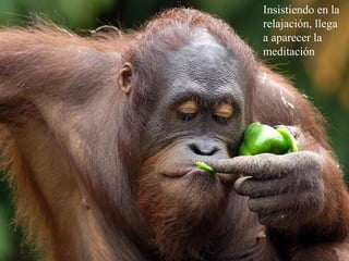 Insistiendo en la
relajación, llega
a aparecer la
meditación
 