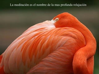 La meditación es el nombre de la mas profunda relajación
 