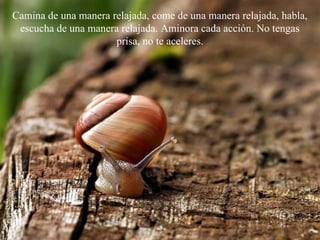 Camina de una manera relajada, come de una manera relajada, habla,
escucha de una manera relajada. Aminora cada acción. No tengas
prisa, no te aceleres.
 