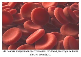 As células sanguíneas são vermelhas devido à presença de ferro
em seu complexo.
 