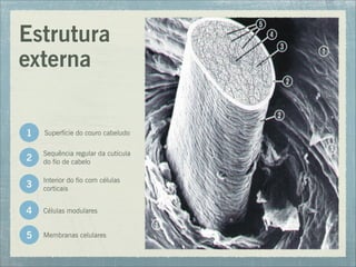 Estrutura
externa
1
2
3
4
5
Superfície do couro cabeludo
Sequência regular da cutícula
do fio de cabelo
Interior do fio com células
corticais
Células modulares
Membranas celulares
 