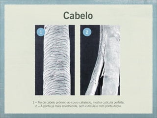 Cabelo
1 – Fio de cabelo próximo ao couro cabeludo, mostra cutícula perfeita.
2 – A ponta já mais envelhecida, sem cutícula e com ponta dupla.
1 2
 