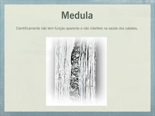 Medula
Cientificamente não tem função aparente e não interfere na saúde dos cabelos.
 