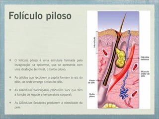Folículo piloso
O folículo piloso é uma estrutura formada pela
invaginação da epiderme, que se apresenta com
uma dilatação terminal, o bulbo piloso;
As células que recobrem a papila formam a raiz do
pêlo, de onde emerge o eixo do pêlo.
As Glândulas Sudoríparas produzem suor que tem
a função de regular a temperatura corporal;
As Glândulas Sebáceas produzem a oleosidade da
pele.
 