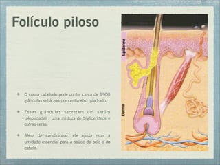 Folículo piloso
O couro cabeludo pode conter cerca de 1900
glândulas sebáceas por centímetro quadrado.
Essas glândulas secretam um serúm
(oleosidade) , uma mistura de triglicerídeos e
outras ceras.
Além de condicionar, ele ajuda reter a
umidade essencial para a saúde da pele e do
cabelo.
 