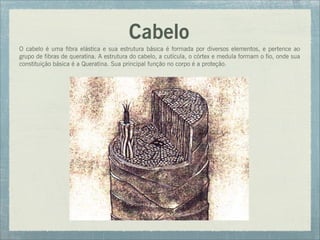 Cabelo
O cabelo é uma fibra elástica e sua estrutura básica é formada por diversos elementos, e pertence ao
grupo de fibras de queratina. A estrutura do cabelo, a cutícula, o córtex e medula formam o fio, onde sua
constituição básica é a Queratina. Sua principal função no corpo é a proteção.
 