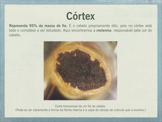 Córtex
Representa 95% da massa do fio. É o cabelo propriamente dito, pois no córtex está
todo o complexo a ser estudado. Aqui encontramos a melanina, responsável pela cor do
cabelo;
Corte transversal de um fio de cabelo.
(Pode-se ver claramente a forma da fibrila interna e a capa de células de cutícula que a envolve.)
 