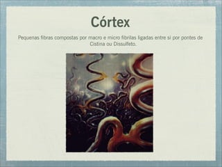 Córtex
Pequenas fibras compostas por macro e micro fibrilas ligadas entre si por pontes de
Cistina ou Dissulfeto.
 