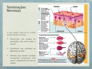 Terminações
Nervosas
A pele contém cerca de um milhão
de terminações nervosas.
Sensoriais: que reagem as
sensações, tais como calor e
tensão;
Secretores: que controlam as
glândulas da pele;
Motores: que causam variadas
sensações complexas, tais
como o eriçamento do eixo do
cabelo;
 