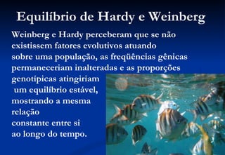 Equilíbrio de Hardy e Weinberg
Weinberg e Hardy perceberam que se não
existissem fatores evolutivos atuando
sobre uma população, as freqüências gênicas
permaneceriam inalteradas e as proporções
genotípicas atingiriam
 um equilíbrio estável,
mostrando a mesma
relação
constante entre si
ao longo do tempo.
 
