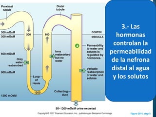 Figure 20-4, step 3
3.- Las
hormonas
controlan la
permeabilidad
de la nefrona
distal al agua
y los solutos
 
