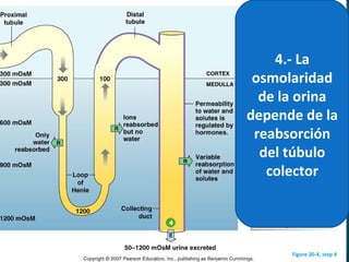 Figure 20-4, step 4
4.- La
osmolaridad
de la orina
depende de la
reabsorción
del túbulo
colector
 