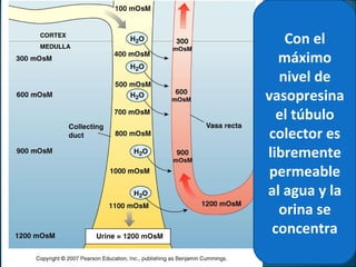 Figure 20-5a
Con el
máximo
nivel de
vasopresina
el túbulo
colector es
libremente
permeable
al agua y la
orina se
concentra
 