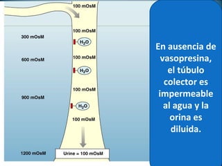 Figure 20-5b
En ausencia de
vasopresina,
el túbulo
colector es
impermeable
al agua y la
orina es
diluida.
 