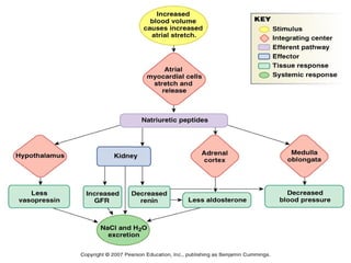 EQUILIBRIO HIDROELECTROLÍTICOEQUILIBRIO HIDROELECTROLÍTICO
DR. SERGIO CIFUENTES G.DR. SERGIO CIFUENTES G.
 