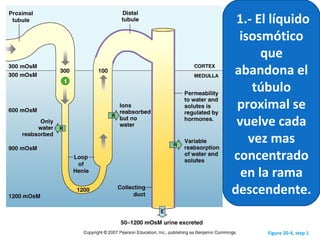 Figure 20-4, step 1
1.- El líquido
isosmótico
que
abandona el
túbulo
proximal se
vuelve cada
vez mas
concentrado
en la rama
descendente.
 