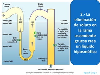 Figure 20-4, step 2
2.- La
eliminación
de soluto en
la rama
ascendente
gruesa crea
un líquido
hiposmótico
 