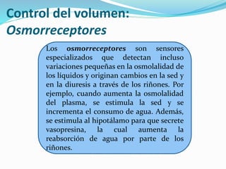 Barorreceptores
 Los barorreceptores modulan también
 el volumen en respuesta a cambios en la
presión y el volumen circu...
