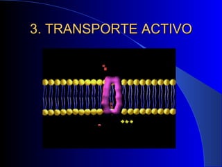 3. TRANSPORTE ACTIVO 