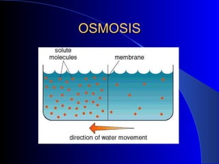 OSMOSIS 