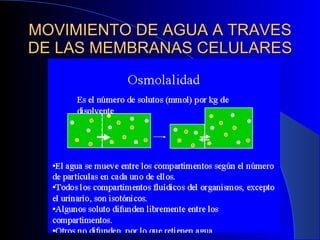 MOVIMIENTO DE AGUA A TRAVES DE LAS MEMBRANAS CELULARES 