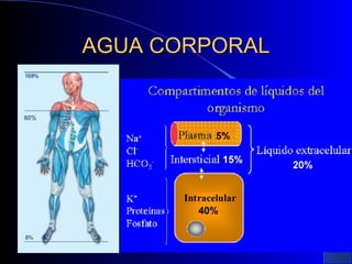 AGUA CORPORAL 