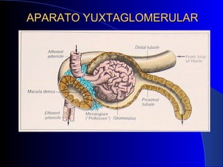APARATO YUXTAGLOMERULAR 