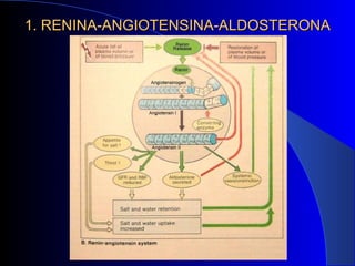 1. RENINA-ANGIOTENSINA-ALDOSTERONA 