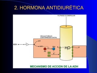 2. HORMONA ANTIDIURÉTICA 