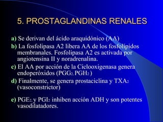 5. PROSTAGLANDINAS RENALES a)  Se derivan del ácido araquidónico (AA) b)  La fosfolipasa A2 libera AA de los fosfolípidos membranales. Fosfolipasa A2 es activada por angiotensina II y noradrenalina. c)  El AA por acción de la Ciclooxigenasa genera endoperóxidos (PGG 2,  PGH 2  ) d)  Finalmente, se genera prostaciclina y TXA 2  (vasoconstrictor) e)  PGE 2,  y PGI 2  inhiben acción ADH y son potentes vasodilatadores. 