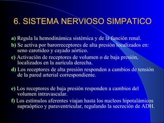6. SISTEMA NERVIOSO SIMPATICO a)  Regula la hemodinámica sistémica y de la función renal. b)  Se activa por barorreceptores de alta presión localizados en: seno carotideo y cayado aórtico. c)  Activación de receptores de volumen o de baja presión, localizados en la aurícula derecha. d)  Los receptores de alta presión responden a cambios de tensión de la pared arterial correspondiente. e)  Los receptores de baja presión responden a cambios del volumen intravascular. f)  Los estímulos aferentes viajan hasta los nucleos hipotalámicos supraóptico y paraventricular, regulando la secreción de ADH. 