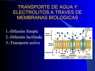 TRANSPORTE DE AGUA Y ELECTROLITOS A TRAVES DE MEMBRANAS BIOLOGICAS 1.-Difusión Simple 2.-Difusión facilitada 3.-Transporte activo 