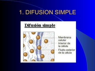 1. DIFUSION SIMPLE 