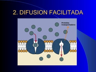 2. DIFUSION FACILITADA 