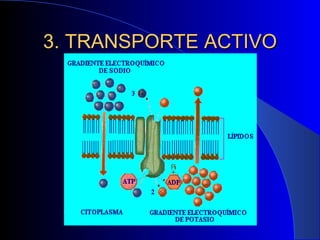 3. TRANSPORTE ACTIVO 