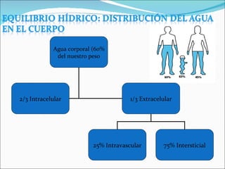 Agua corporal (60% del nuestro peso 2/3 Intracelular 1/3 Extracelular 25% Intravascular 75% Intersticial 