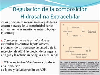 Los principales mecanismos reguladores actúan a través de la osmolaridad sérica normalmente se mantiene entre  285-290 mOsm/kg: 1.  Cuando aumenta la osmolaridad  se estimulan los centros hipotalámicos produciendo un aumento de la sed y de la secreción de ADH favoreciendo la ingesta  de agua y la retención de agua a nivel renal. 2.  Si la osmolaridad desciende  se produce una inhibición de la sed y de la secreción de ADH. 