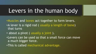 Levers in the human body
•Muscles and bones act together to form levers.
•A lever is a rigid rod ( usually a length of bone)
that turns
• about a pivot ( usually a joint ).
•Levers can be used so that a small force can move
a much bigger force.
•This is called mechanical advantage.
 
