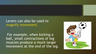 Levers can also be used to
magnify movement.
For example, when kicking a
ball, small contractions of leg
muscles produce a much larger
movement at the end of the leg.
 
