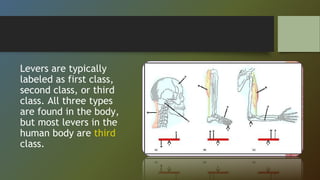 Levers are typically
labeled as first class,
second class, or third
class. All three types
are found in the body,
but most levers in the
human body are third
class.
 