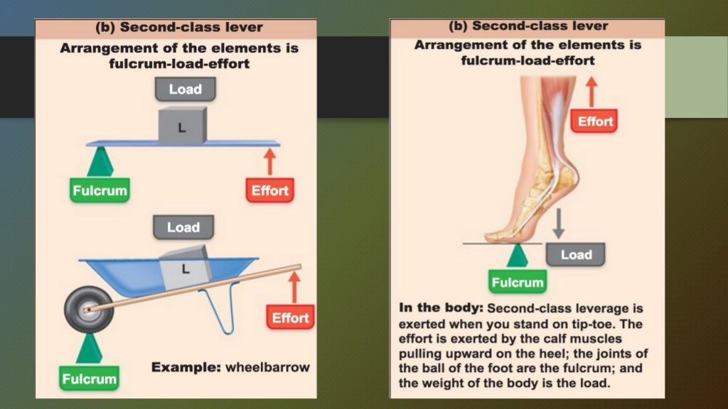Equilibrium and levers