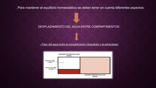 . Para mantener el equilibrio homeostático se deben tener en cuenta diferentes aspectos:
DESPLAZAMIENTO DEL AGUA ENTRE COMPARTIMENTOS:
- Paso del agua entre el compartimento intracelular y el extracelular:
 